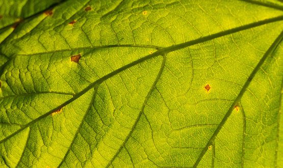 Plant-555x330-1.jpg