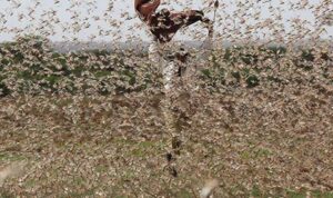 Locusts