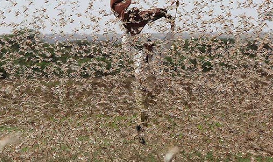 Kapitalisme verwoest het milieu en leidt tot plagen