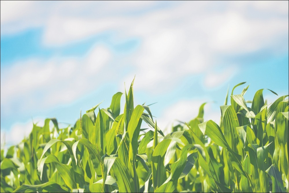 cornfield-general